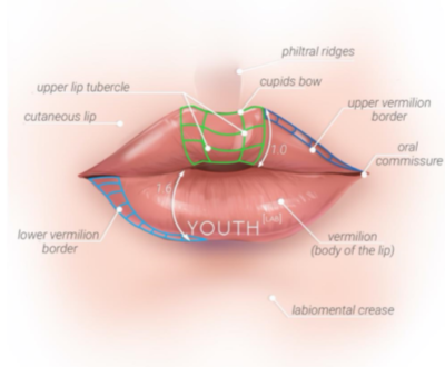 Limbus Labiale Lip Anatomy - Enhance Me Training Academy