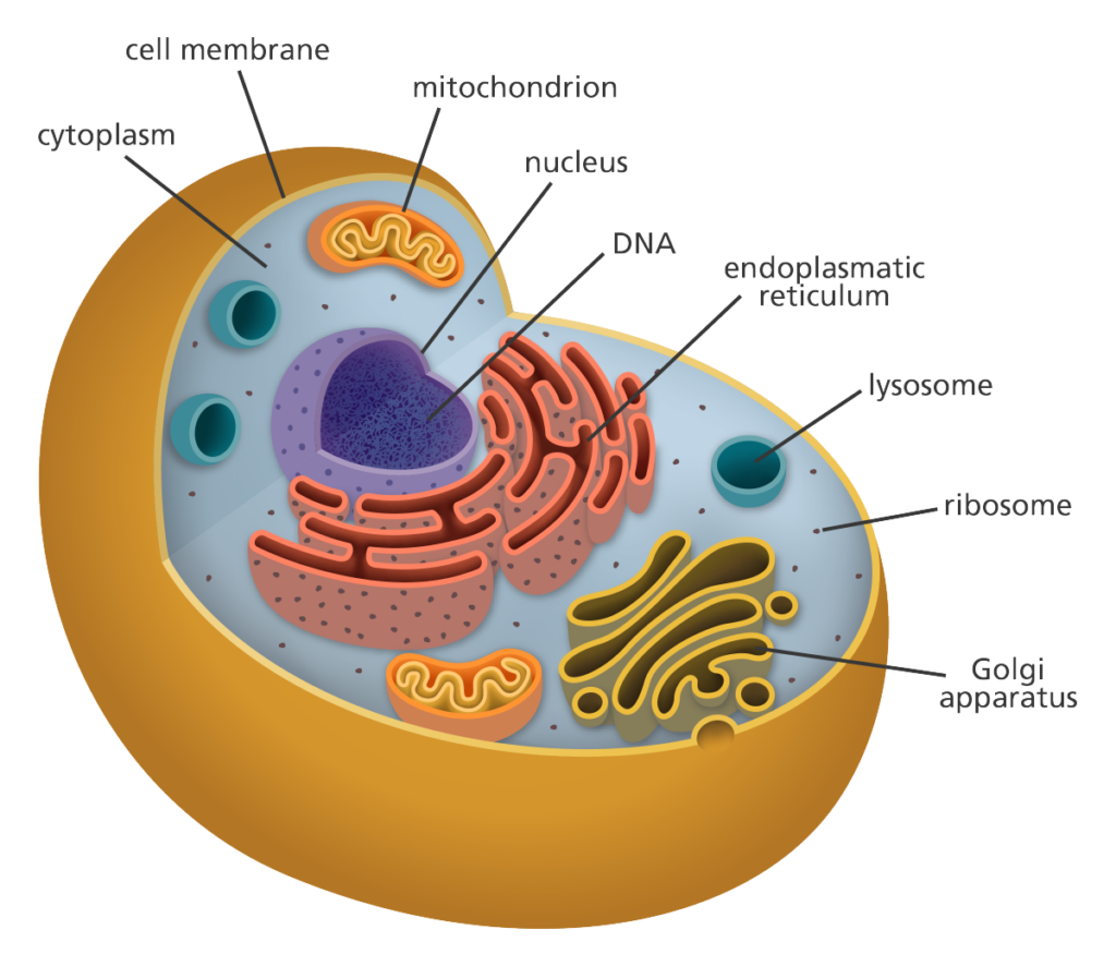 The Structure of the Cell - Enhance Me Training Academy