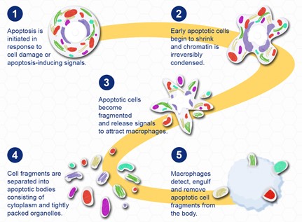 How a fat cell dies. - Enhance Me Training Academy