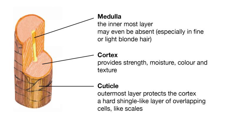 The structure of the hair - Enhance Me Training Academy